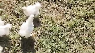Chicken field