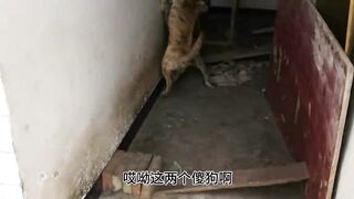 Dog fight in chaina