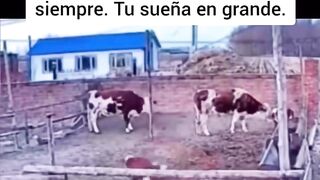Super cow