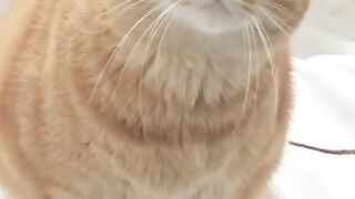 Singer cat 2