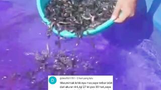 Apakah kalian suka Sampling (timbang) ikan lele untuk cek pertumbuhannya❓