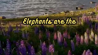 Animal Facts         Elephants         #shorts