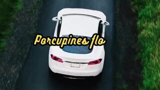 Animal Facts         Porcupines         #shorts