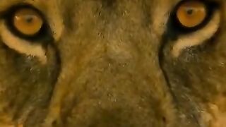 Jungle Book Wildlife Animals