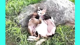CAT DOG PIG