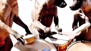 Music animals