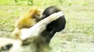 wild animal zoo
