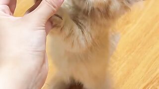 cute kitten 15