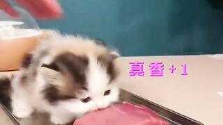 cute kitten 16