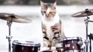 Cat's music