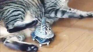 Turtle and Cat