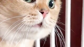Funny Cat 83