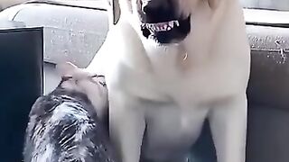 Cat and Dog 3