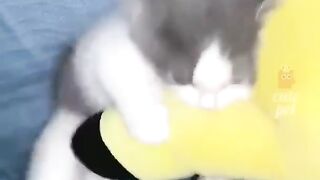 Cat and Cat