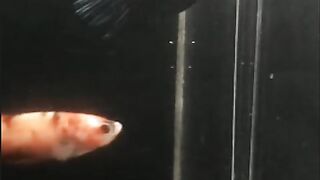 fish show