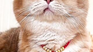 Funny cat 315