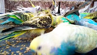 Les perruches ondulées ! La beauté des couleurs des perruches ondulées $.