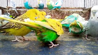 De quelle couleur est cet oiseau #oi #perruche.