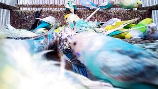 セキセイインコの色、種類、突然変異トップ10.