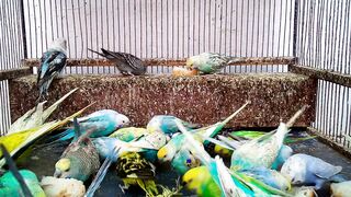 カラーモーフマッドネス 最も美しいセキセイインコの色を発見.