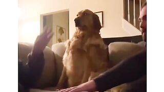 Compilation funny dog video