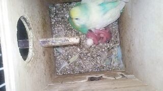 1 janvier 30 mois セキセイインコの成長段階 #鳥.