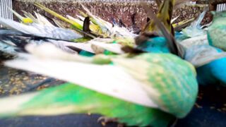 セキセイインコ！セキセイインコの色の美しさ $.