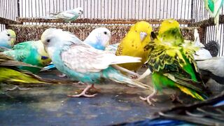 この鳥は何色ですか？ #鳥 #セキセイインコ.