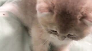 cute cat 54