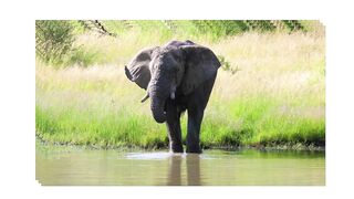 A big Elephant's playing video with a river water ????