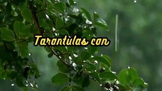 Animal Facts         Tarantulas         #shorts