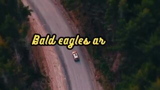 Animal Facts        Bald Eagles          #shorts