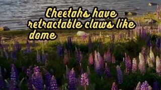 Animal Facts        Cheetahs          #shorts