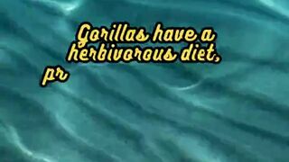 Animal Facts        Gorillas          #shorts