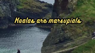 Animal Facts        Koalas          #shorts 2