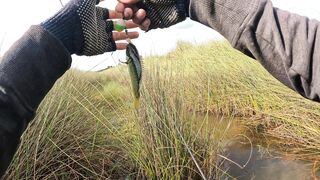 it's really fun fishing for fish like this