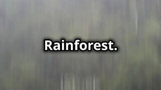 Exploring the Congo Rainforest: A Wild Adventure!