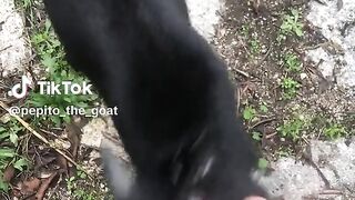 Cute Goat