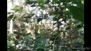 super red ateng arabica coffee ( Flower )
