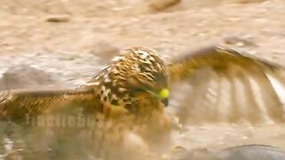 eagle attacks wild life #reels #shorts #viral