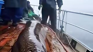 sea ​​bottom