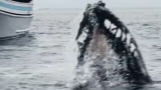ocean giant