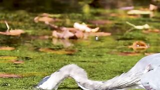 #animals#birds#animals#short