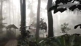Hutan pinus sumber jaya lampung