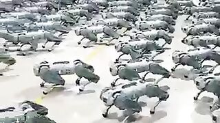 Robots training