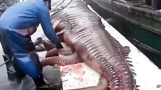 Creatures from the deep sea's