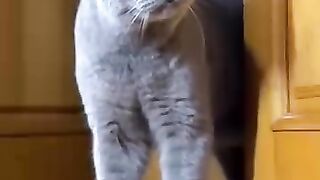 Funny cats 118