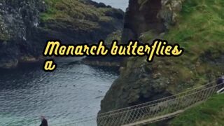 Animal Facts        Monarch Butterflies          #shorts