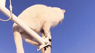 Compilation of funny cat meme videos Part 1
