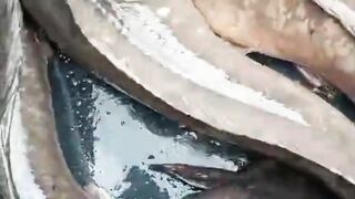 Seleksi indukan lele sebelum dipijahkan, dicari yang paling MATANG GONAD